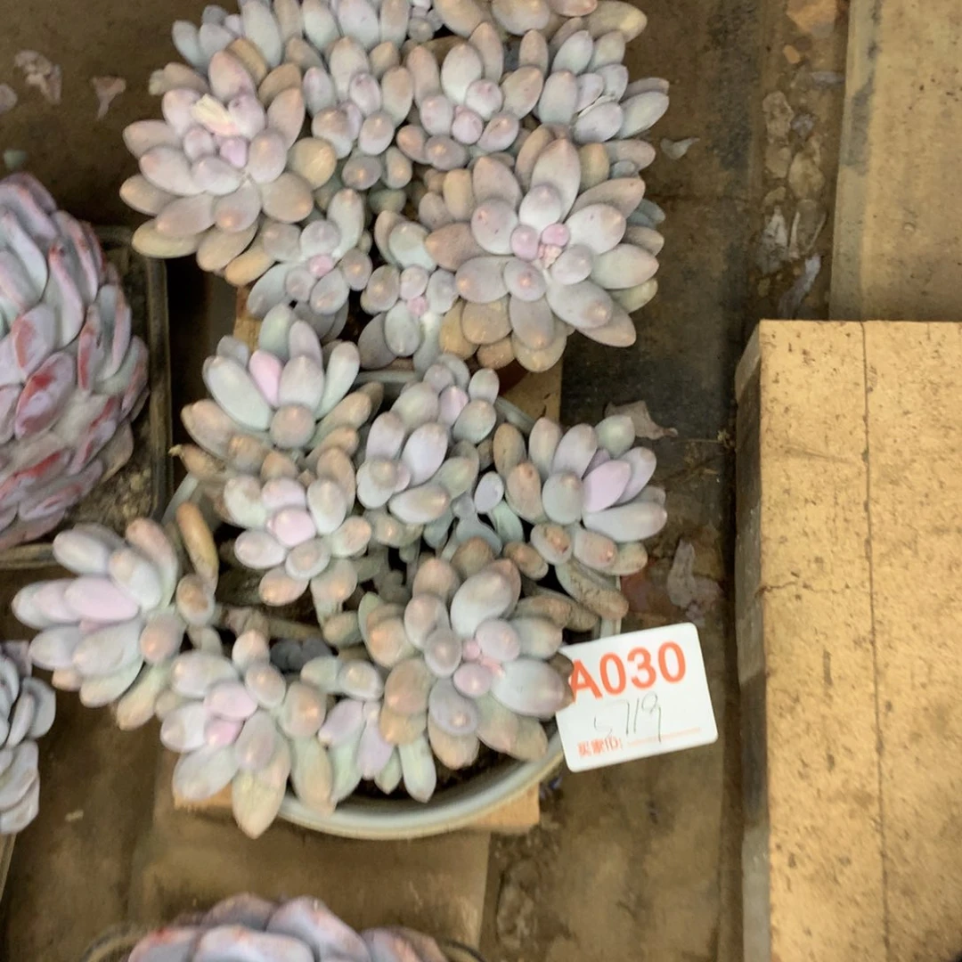 萍***香小汤圆群多肉植物
