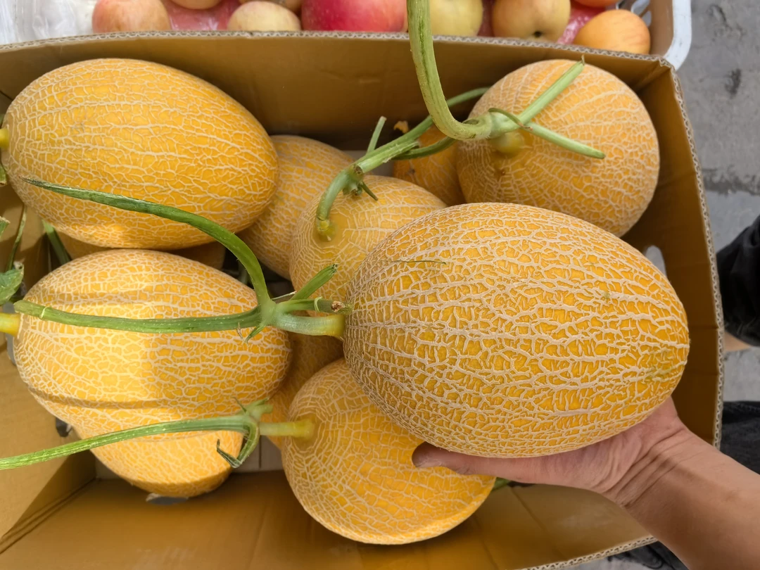 【新疆陆运直发】！吐鲁番金色年华哈密瓜蜜瓜，脆甜多汁，口口脆，包甜
