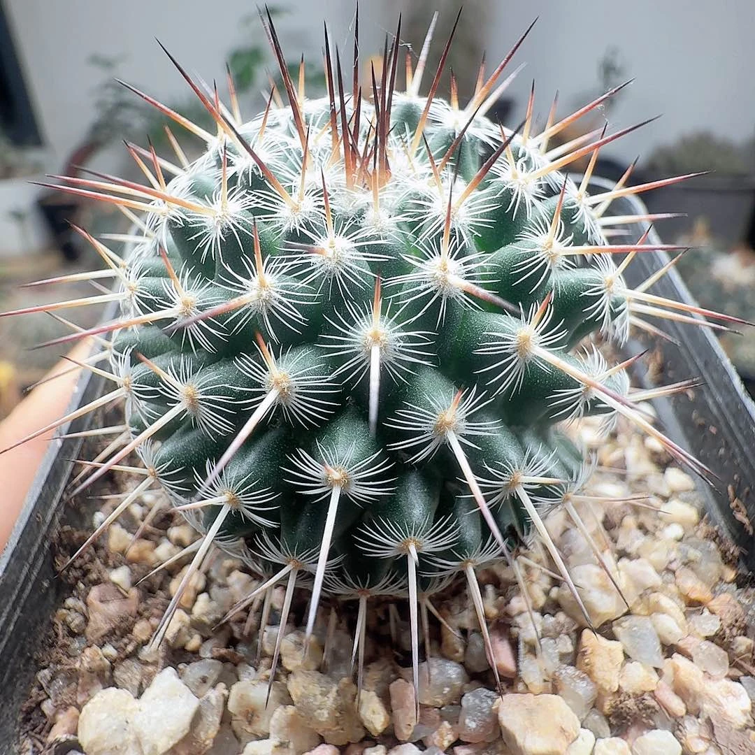 实生白王丸脱土发货