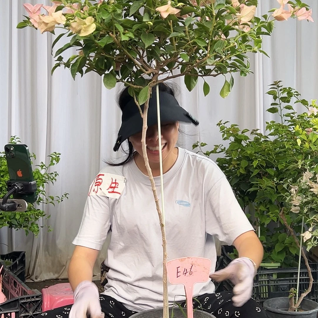 童***话当前无花栽培后可以开花E46卡亚塔