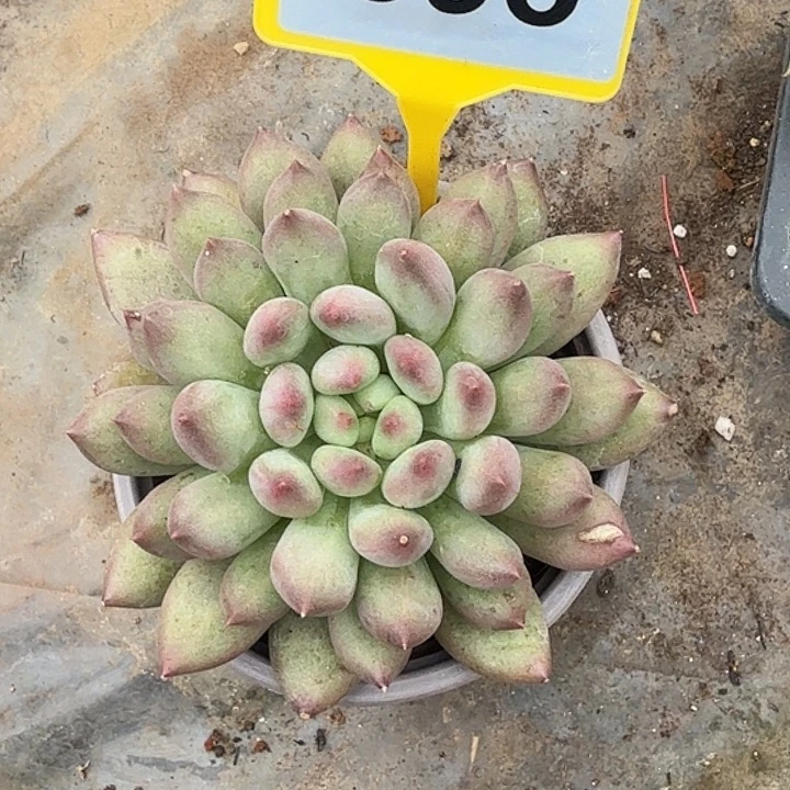 岩子一物一拍895.