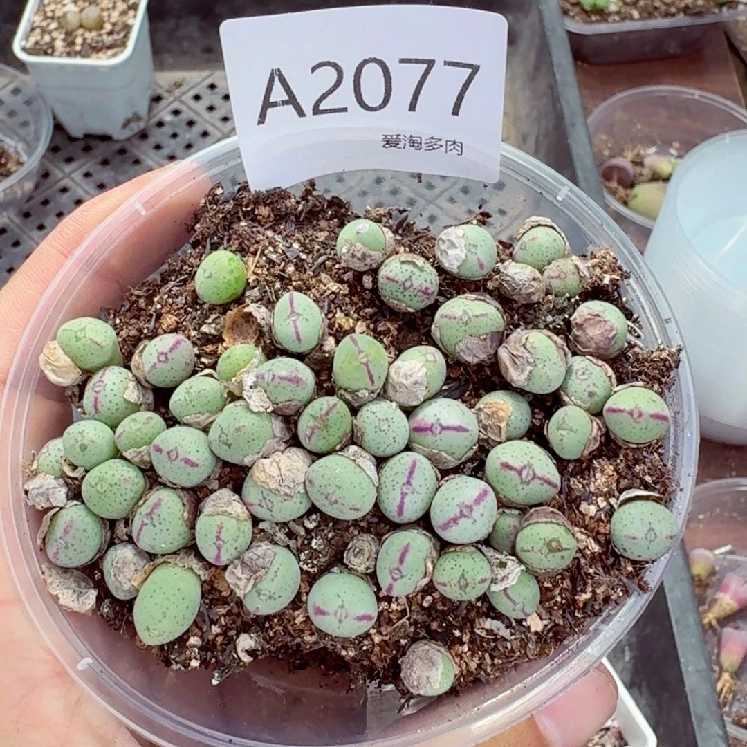 2077———生石花 肉锥