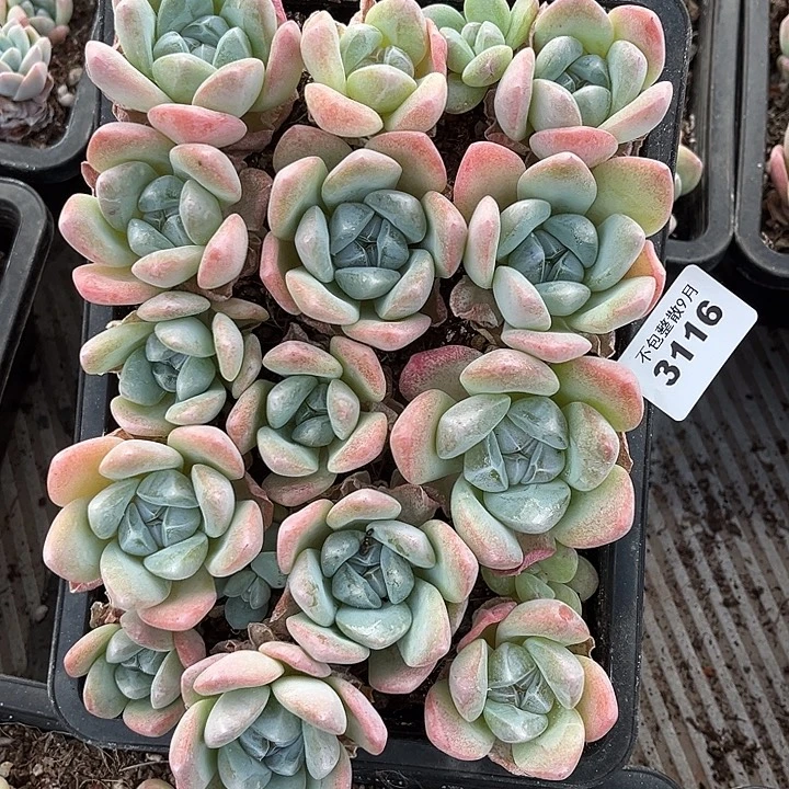 阿雅园艺。         3116