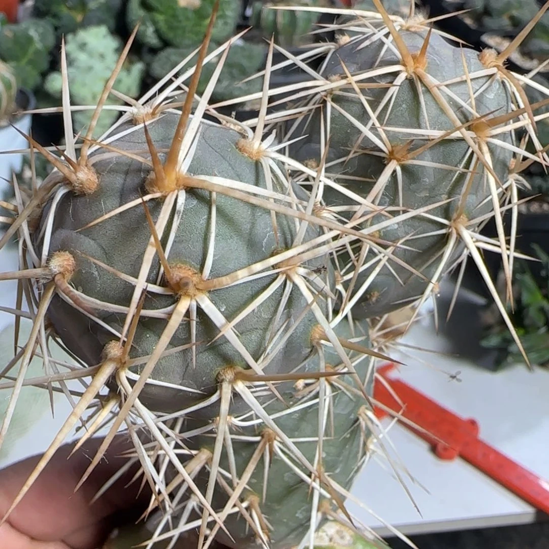 【闪购商品】原产地水牛角金刺米奇666