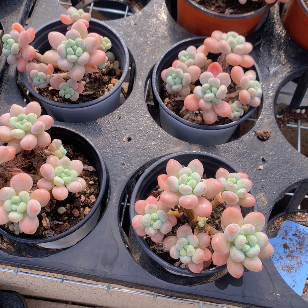 9号库鱼子酱一盆包邮