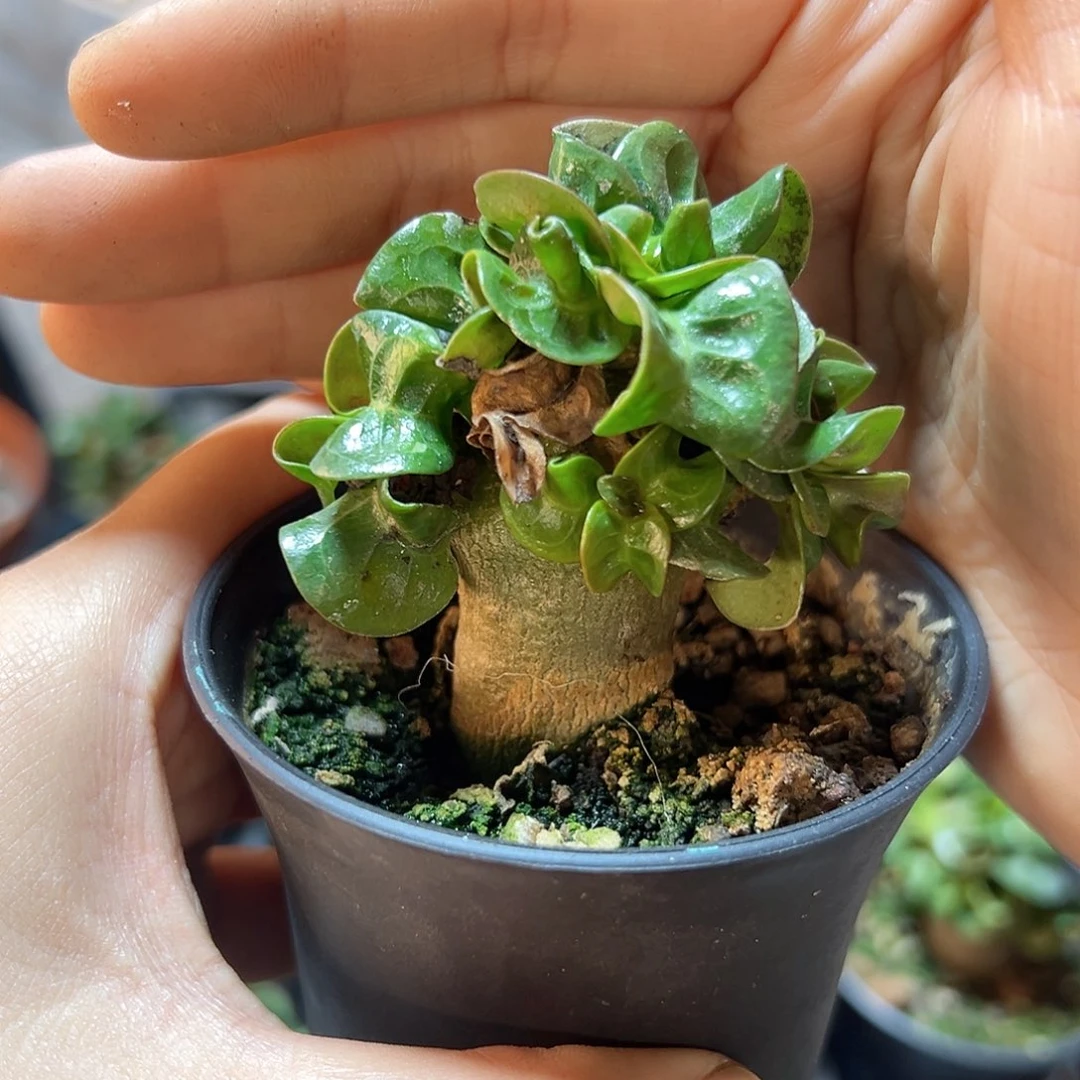 羊角卡汗肚子1.8公分带盆