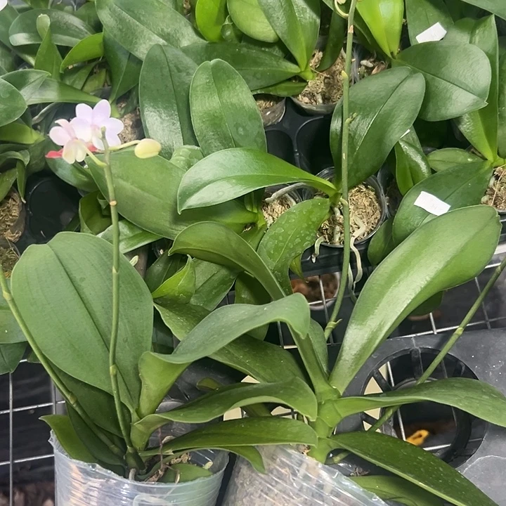 当前无花栽培后可以开花刘氏天使3.0剪梗苗微瑕不售后