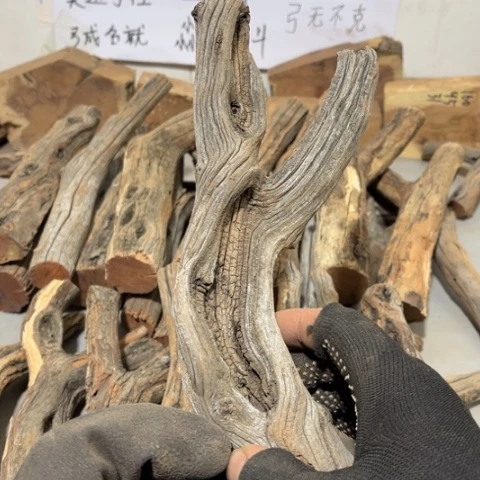 大果紫檀（缅甸花梨）昆****播