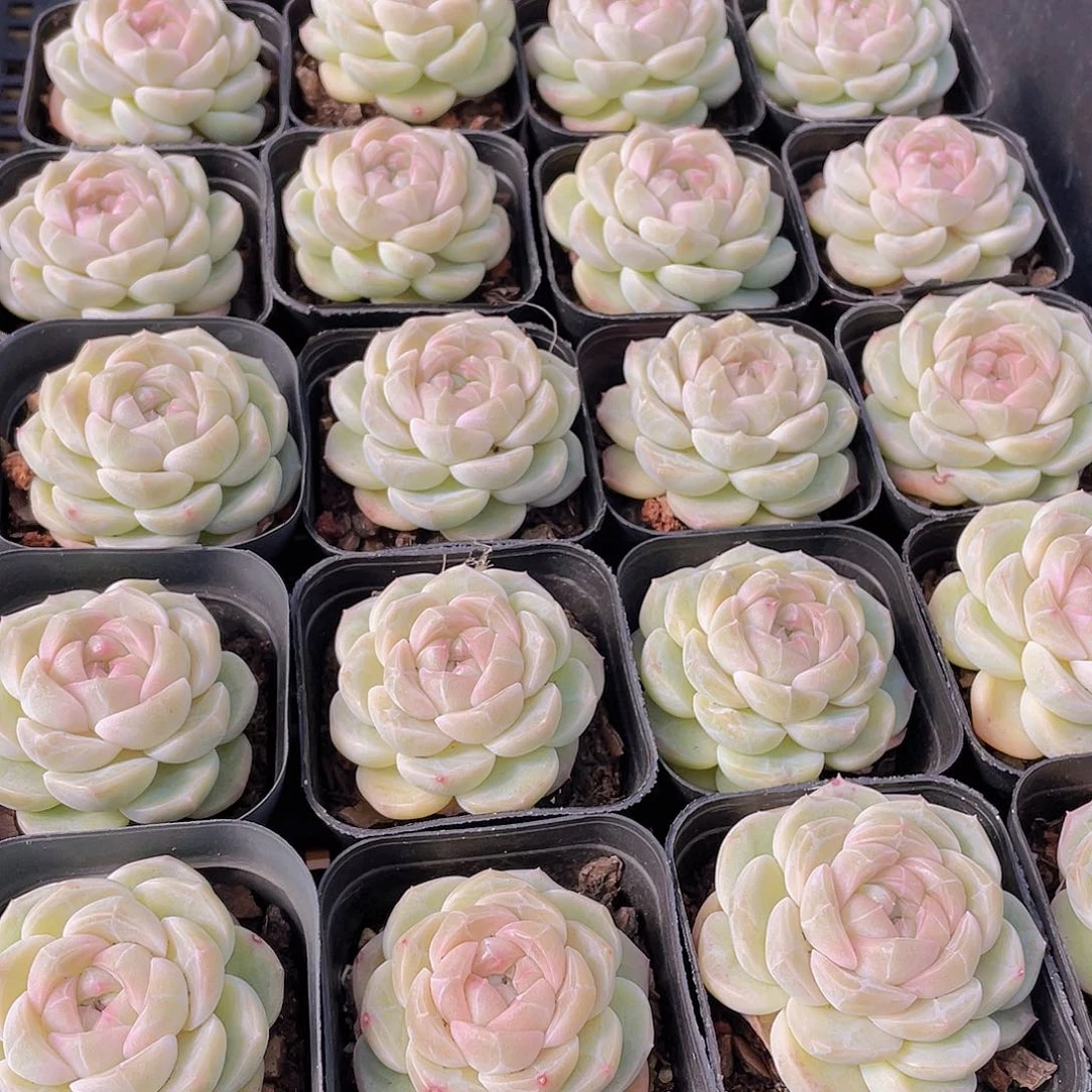 量拍27号 冰透雪团子单头一个