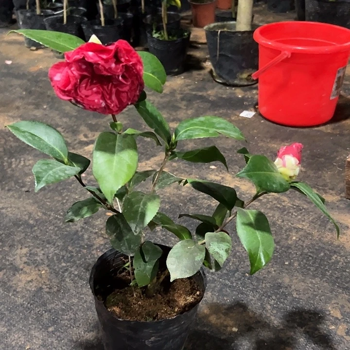 大部分花苞少量开放，复色青贝