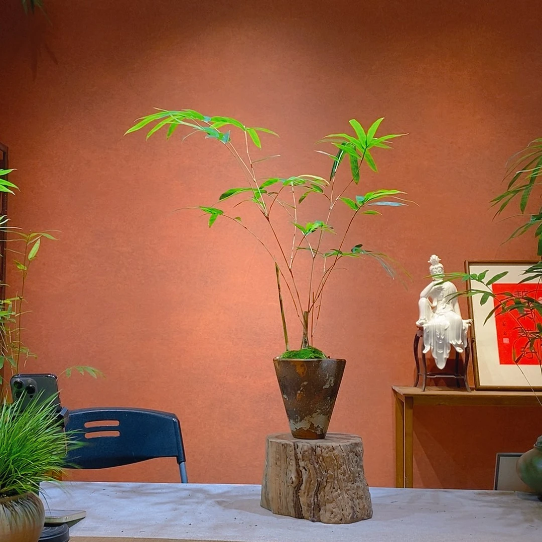 嘎***子无花朵老桩精品竹盆景作品