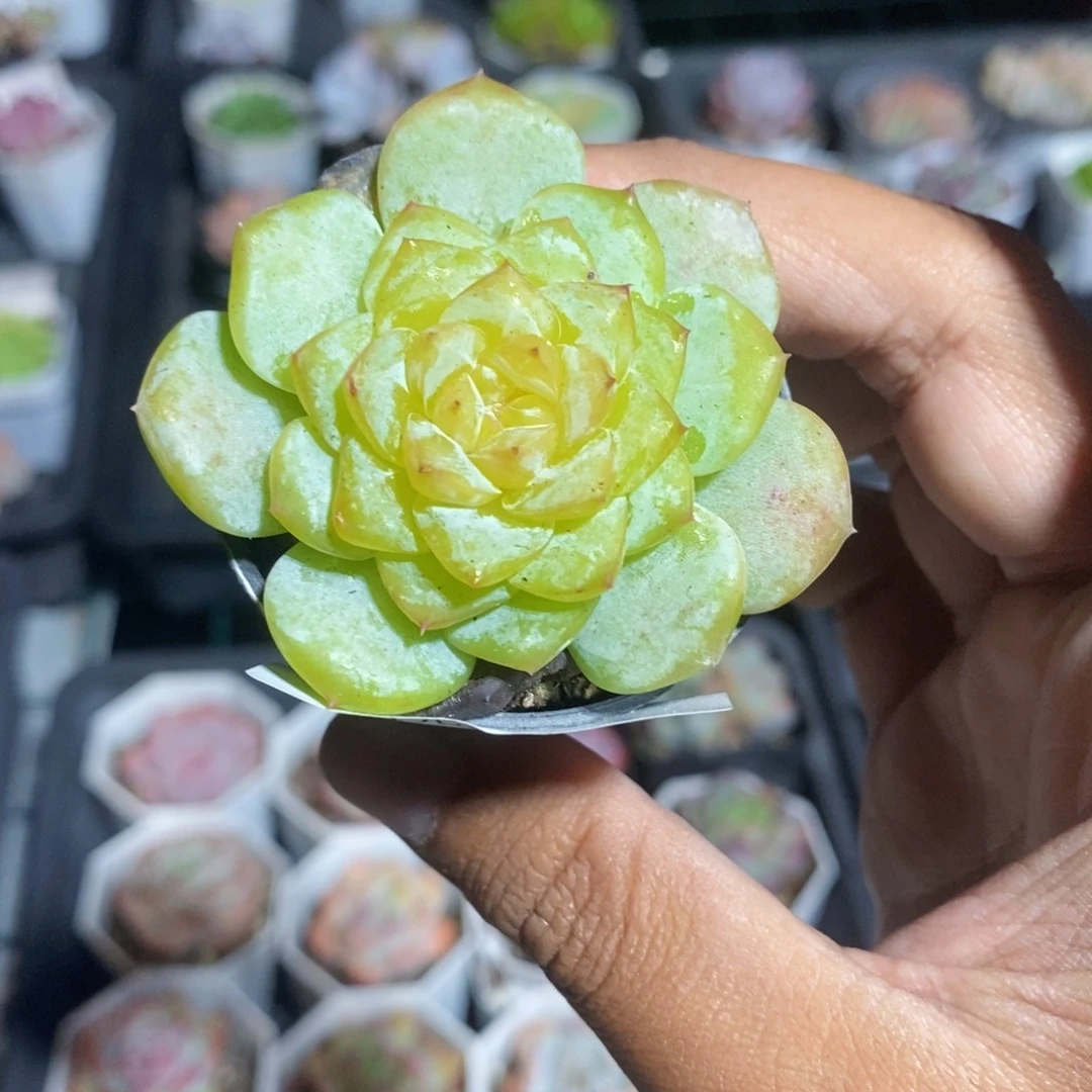 179号新品糖心一物一拍满20包邮满26送一颗多肉
