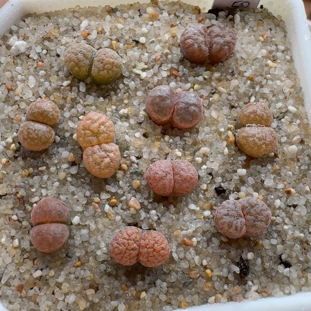 1013-071蛋糕风铃1808.4