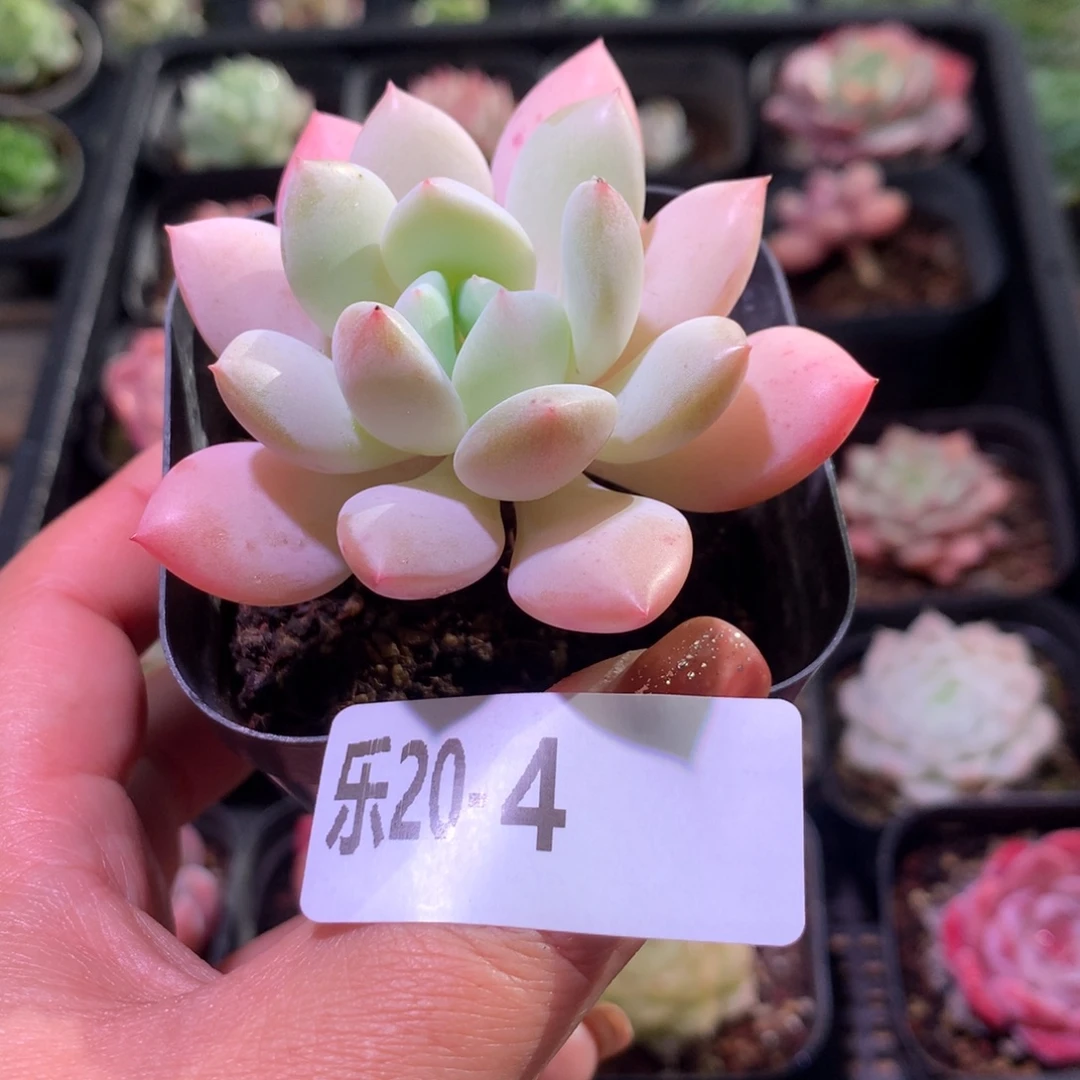 乐然20-4 玉兔单头