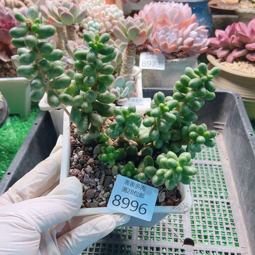 无花朵多肉一物一拍8996