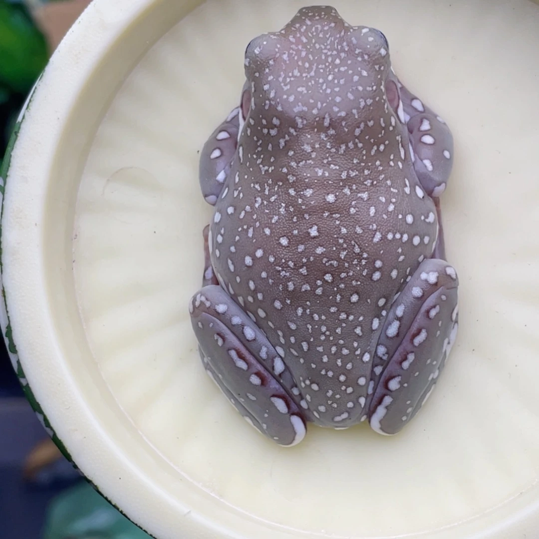 老爷树蛙异色蓝眼暴雪