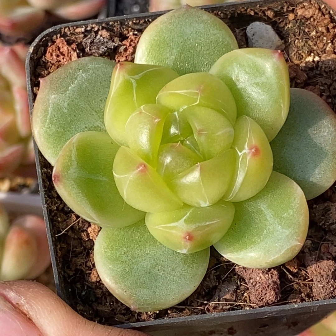 天官赐福百无禁忌