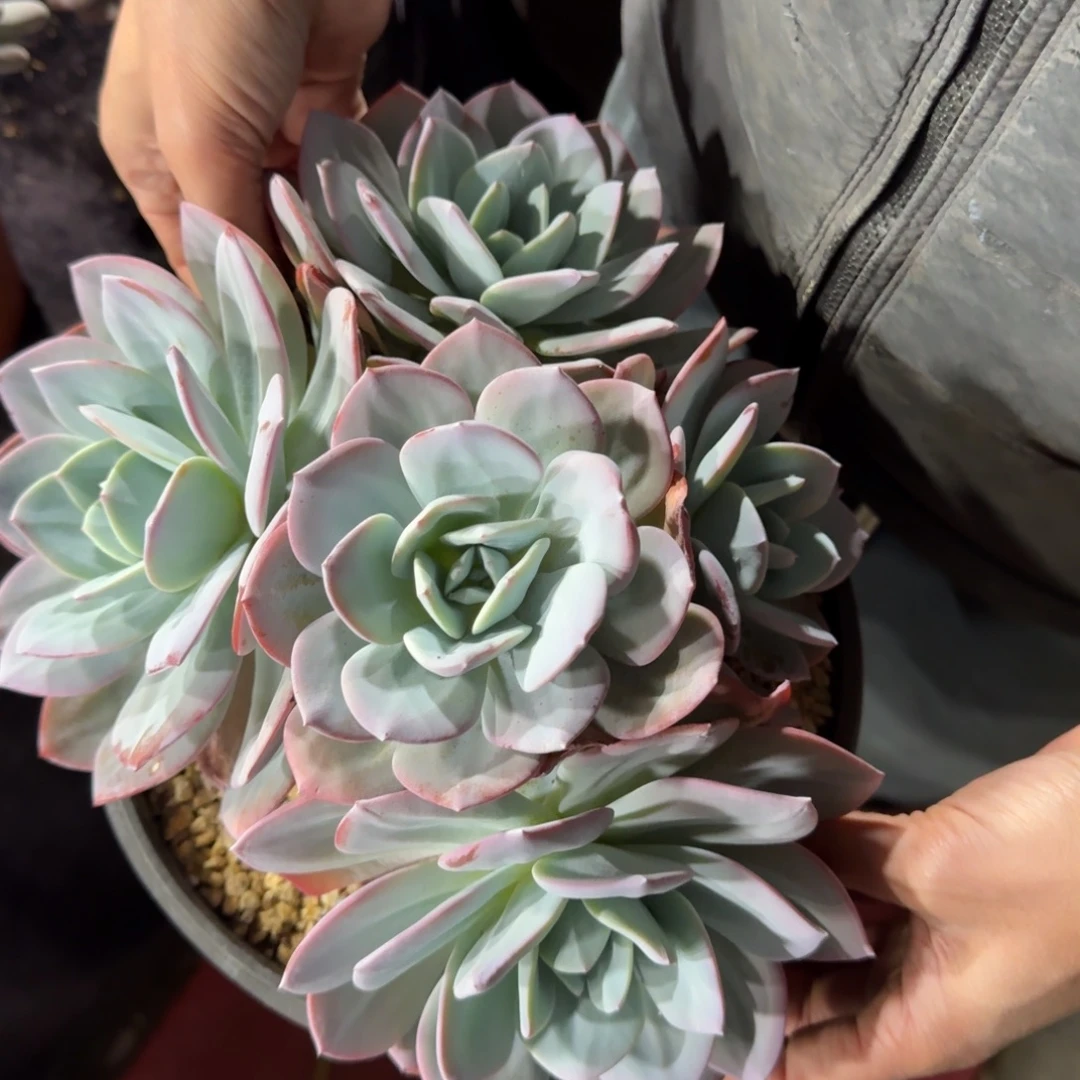 白凤5头一物一拍多肉