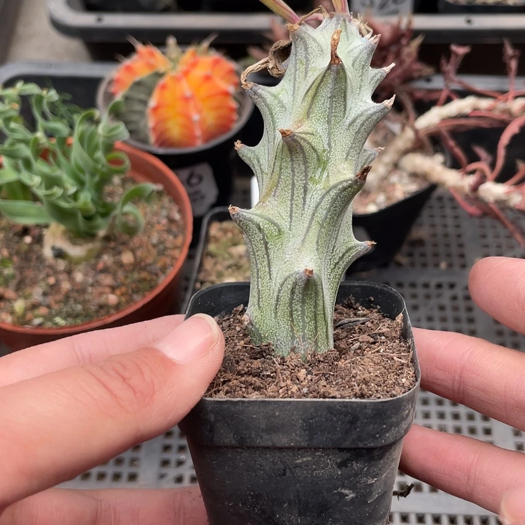 560普西丽菊（满18元包邮）