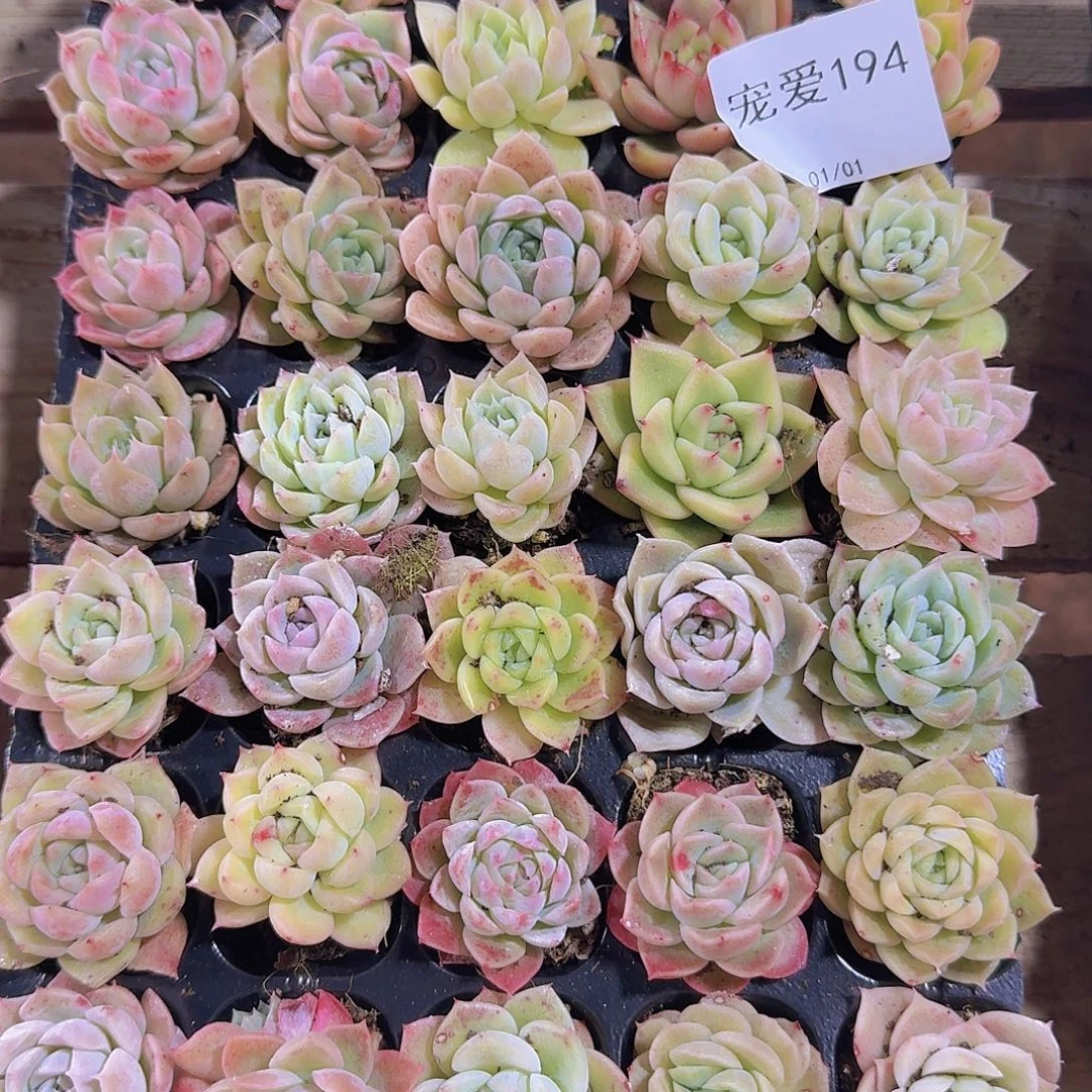 直播福利一物一拍194