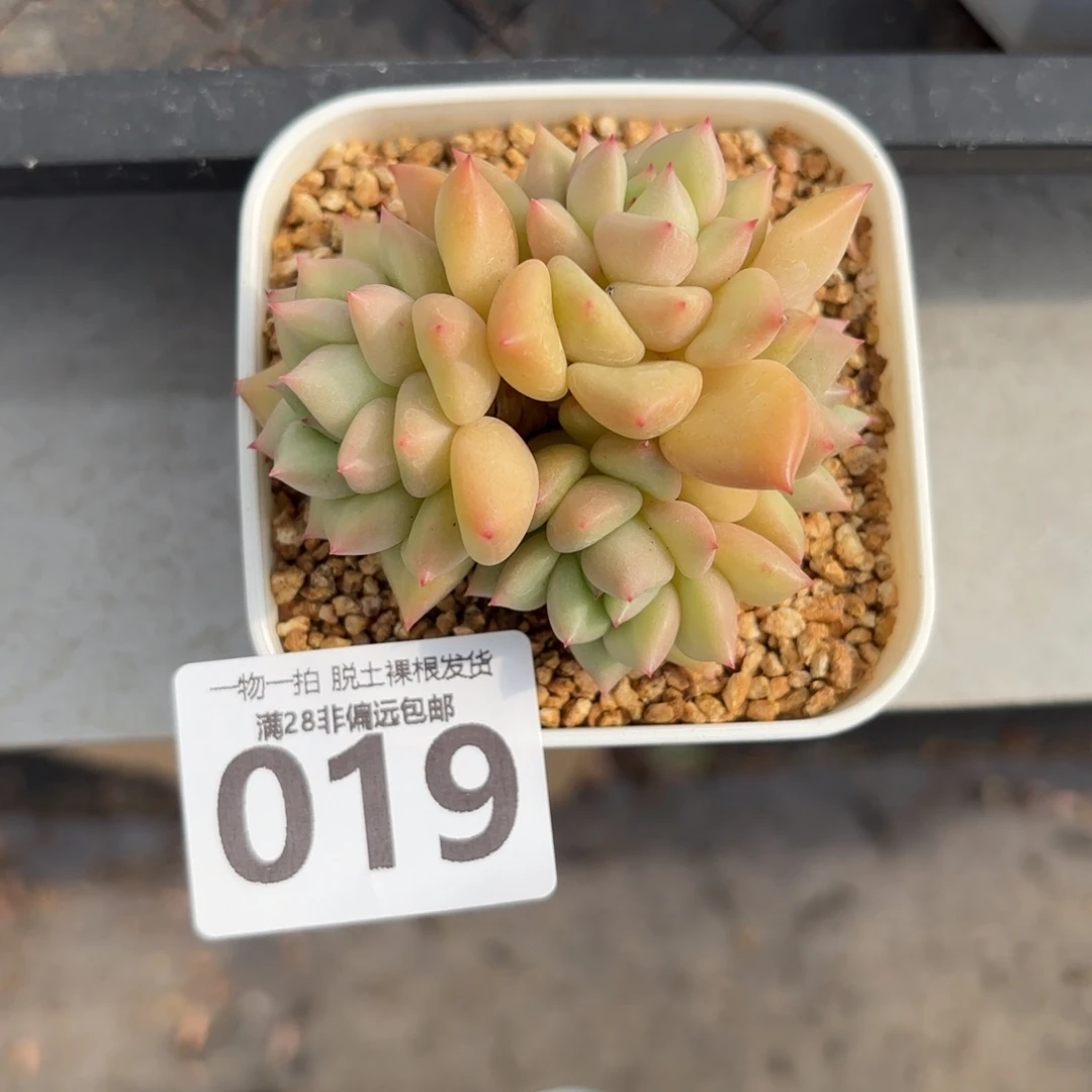 黄金象牙老桩无盆土发货