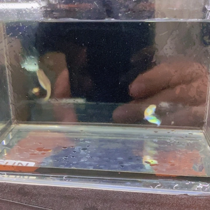 海水孔雀鱼三一公