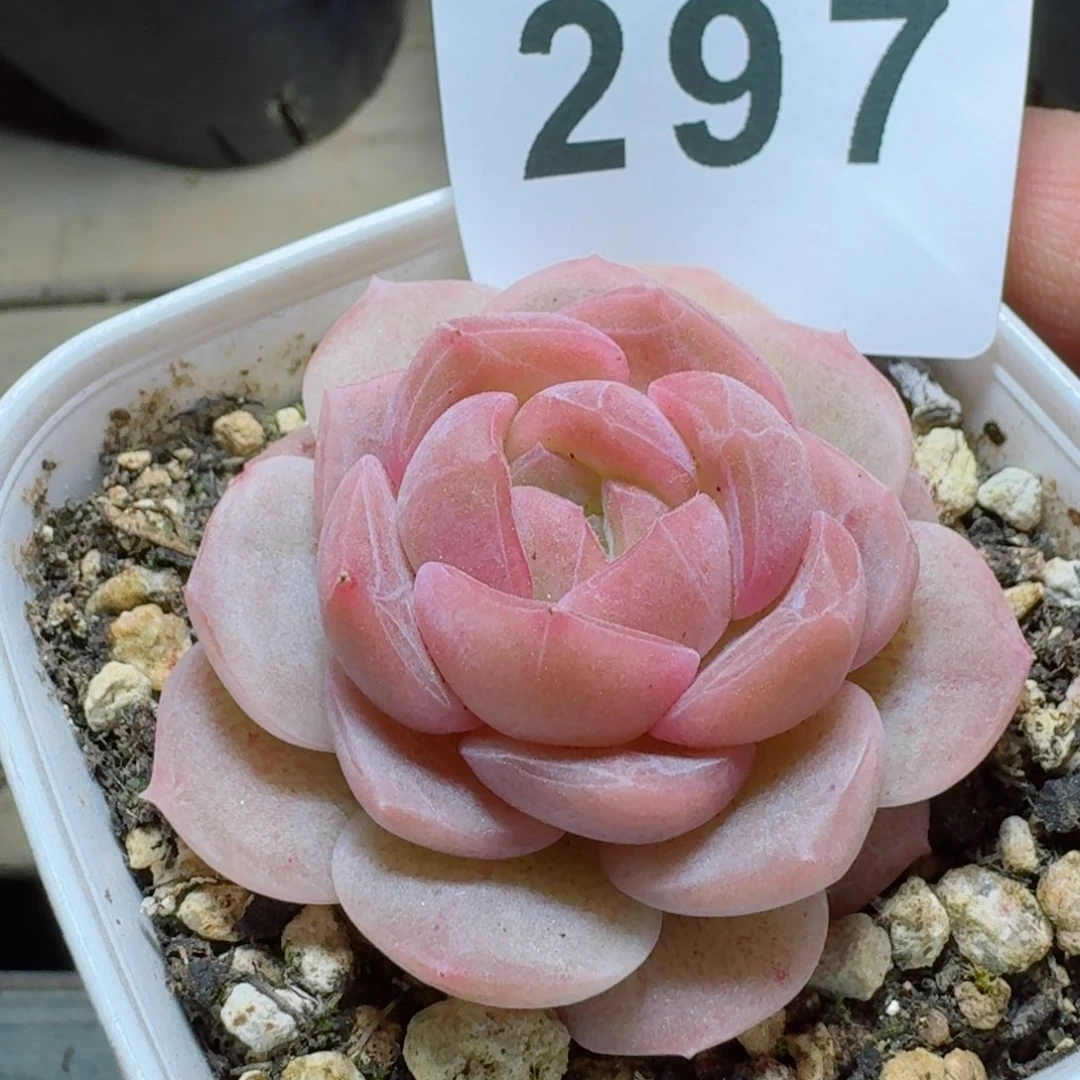 草莓啵啵         精品多肉