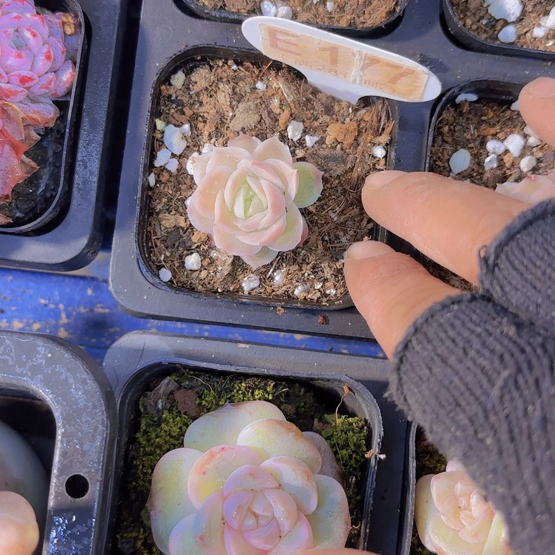 E177虾饺一物语拍