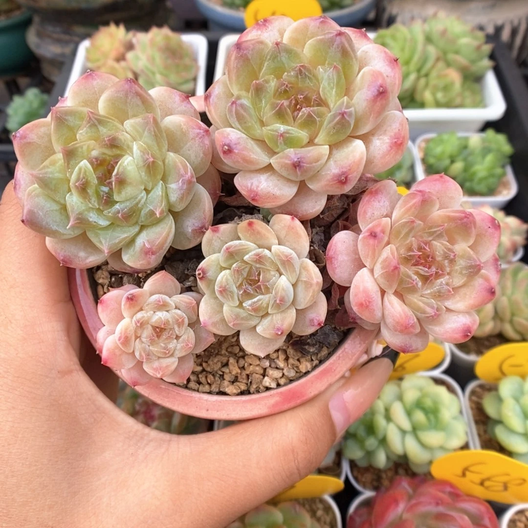 橘心粉魄群生212号