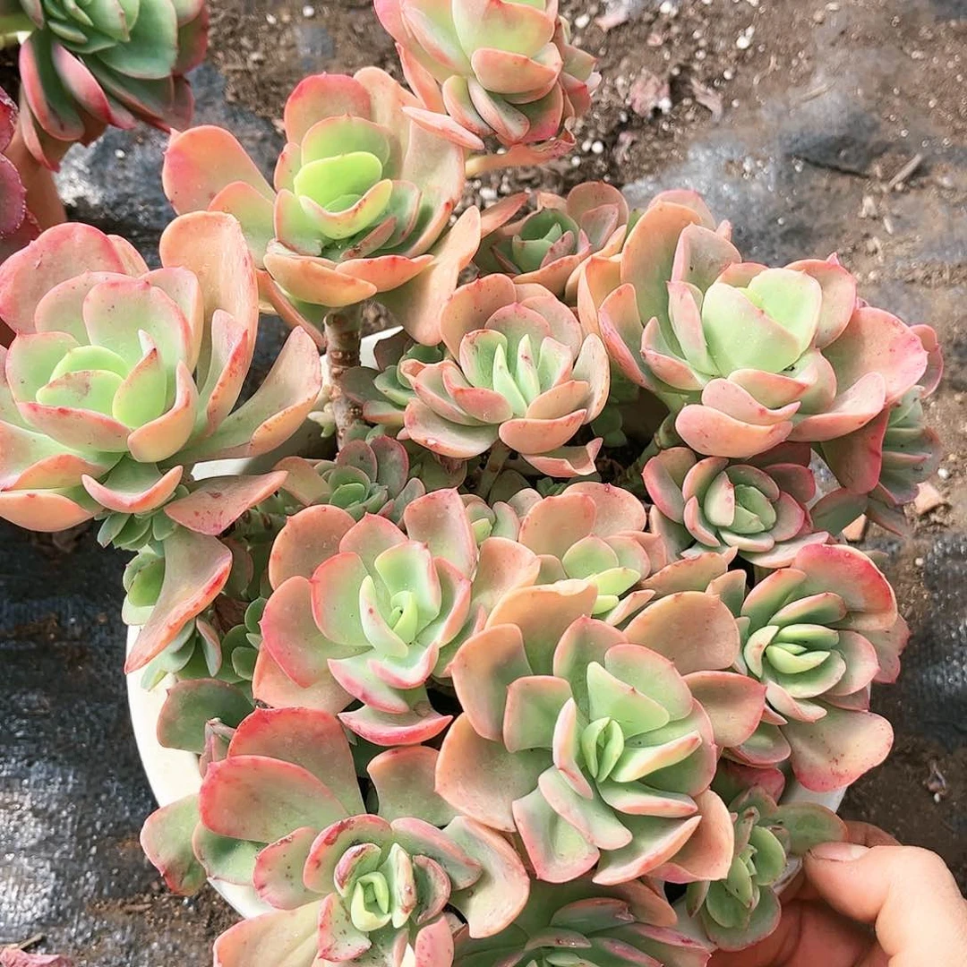 克莉丝汀11.99多肉植物