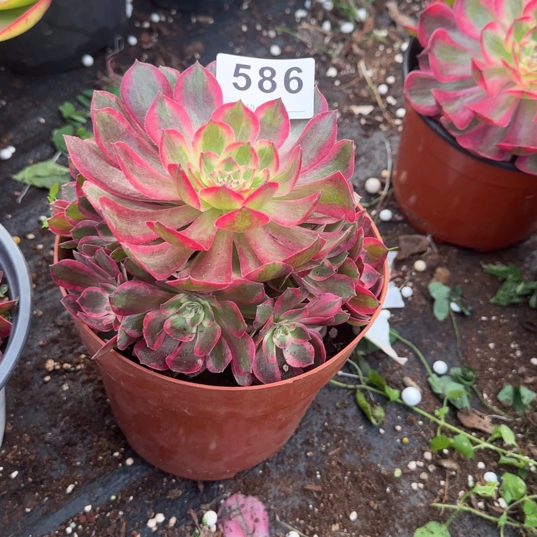 精品多肉植物0586