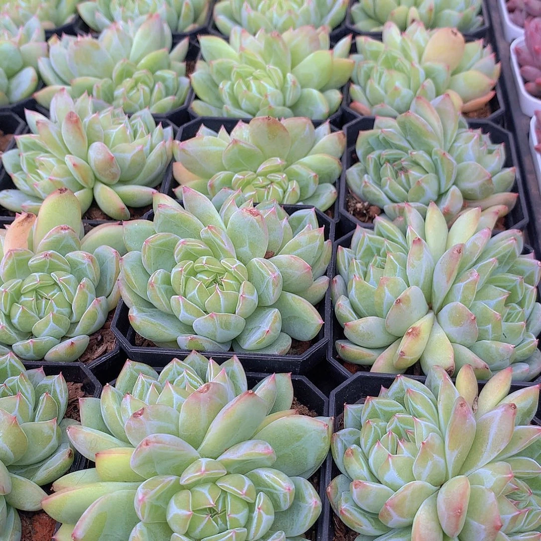 双头雪花珍妮456789990000