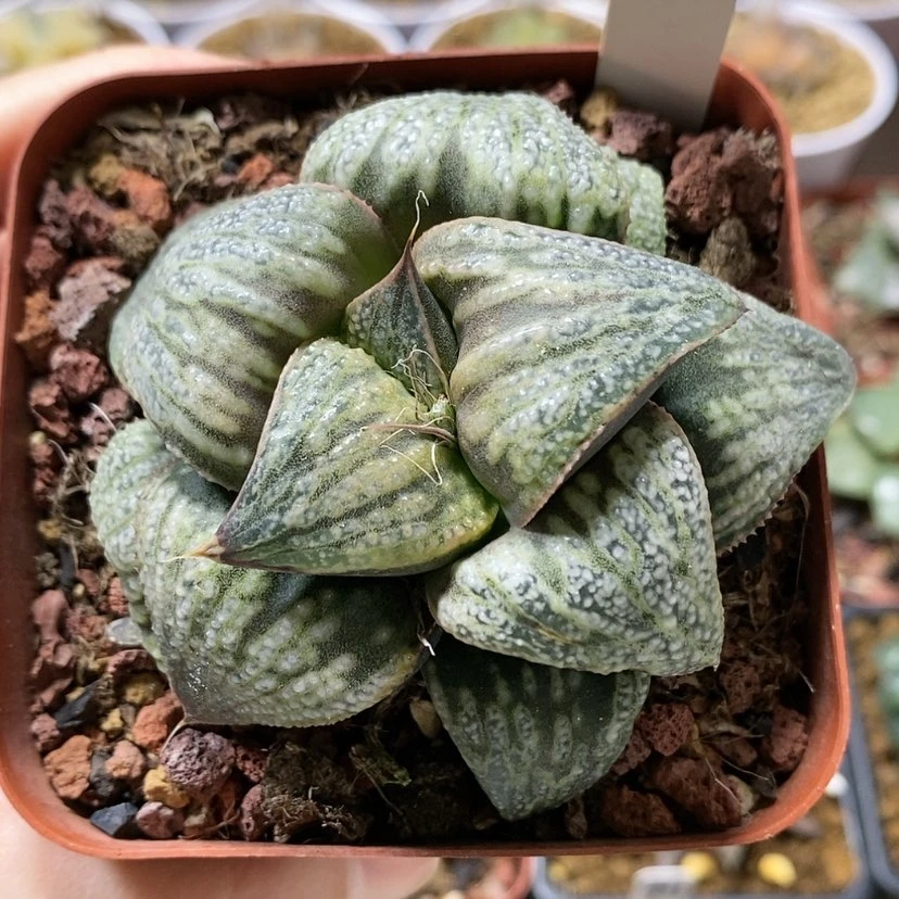 【闪购商品】135白泽青蟹