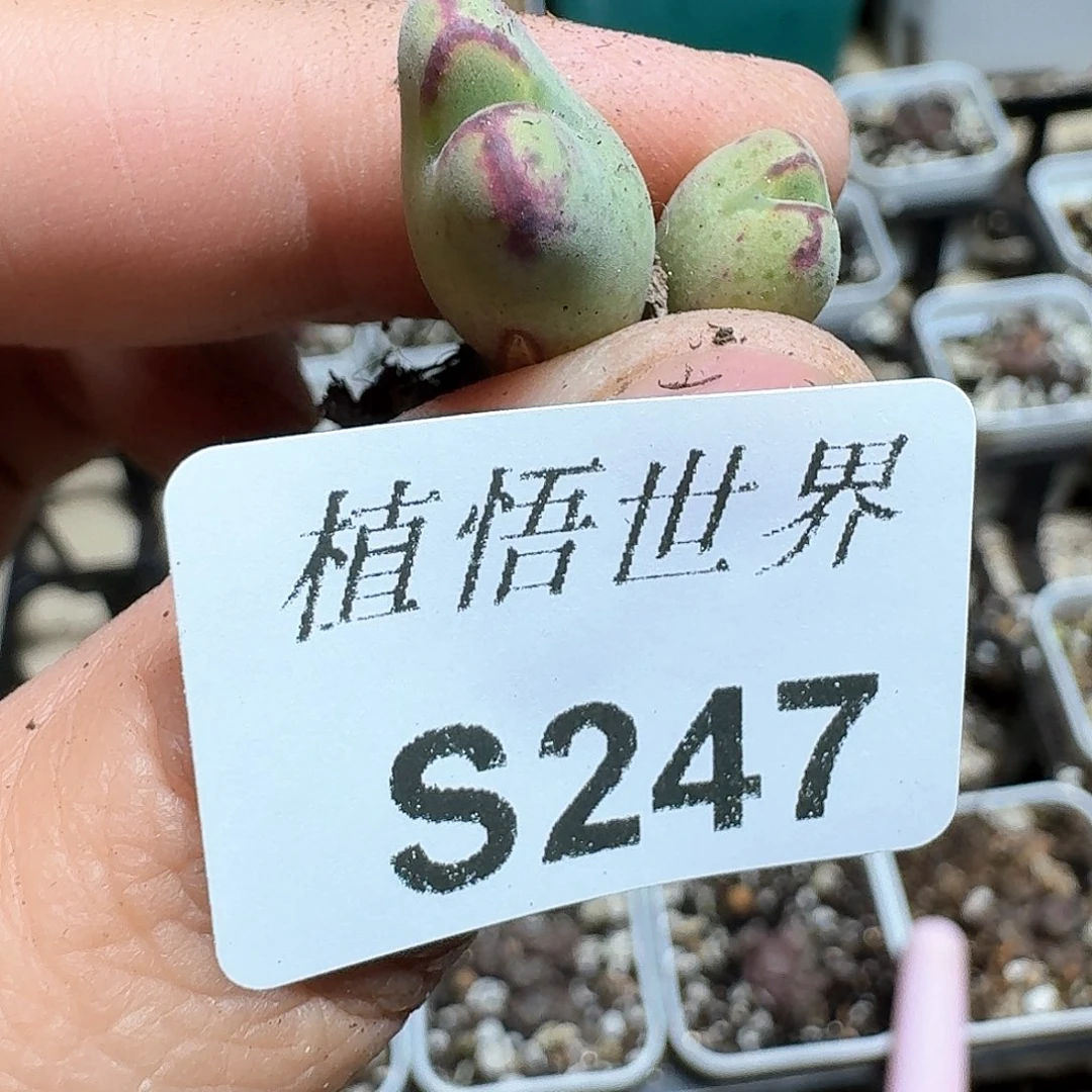 247号多肉植物哇c gb b