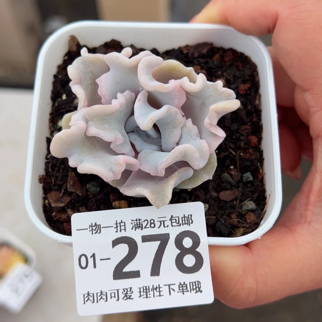 芭蕾舞者多肉多肉多肉多肉多肉