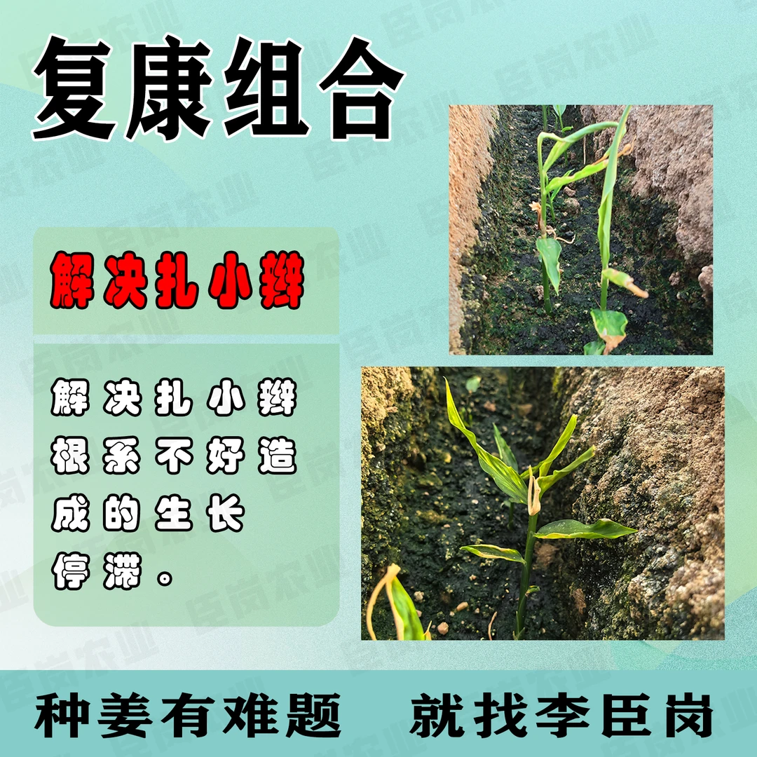 复康组合,叶喷解决大姜小老苗扎小编干尖红叶,一套6桶水叶面喷雾。