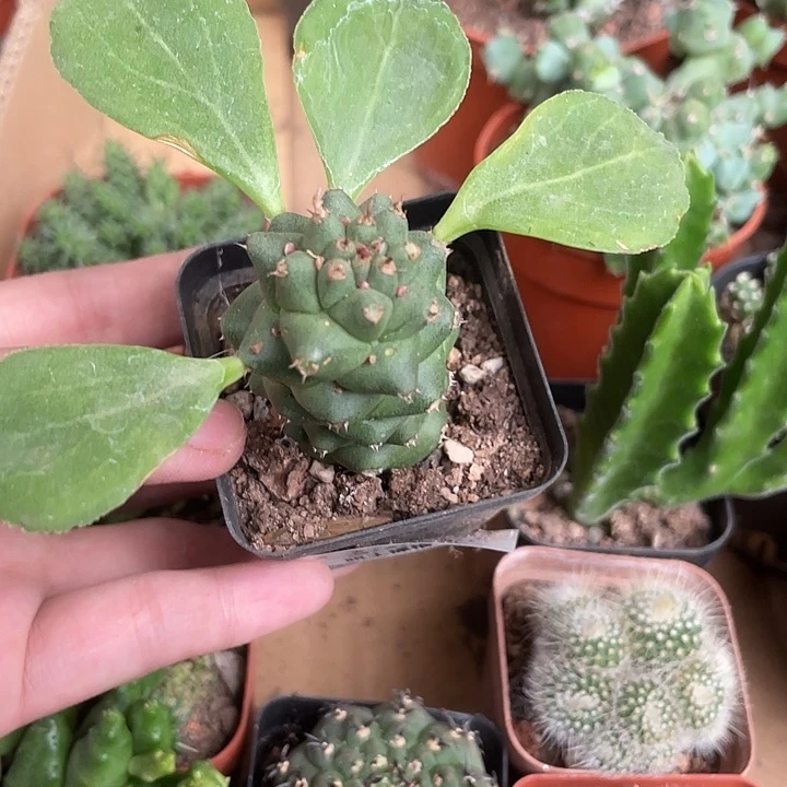 当前无花栽培后可以开花046仙人球开花植物