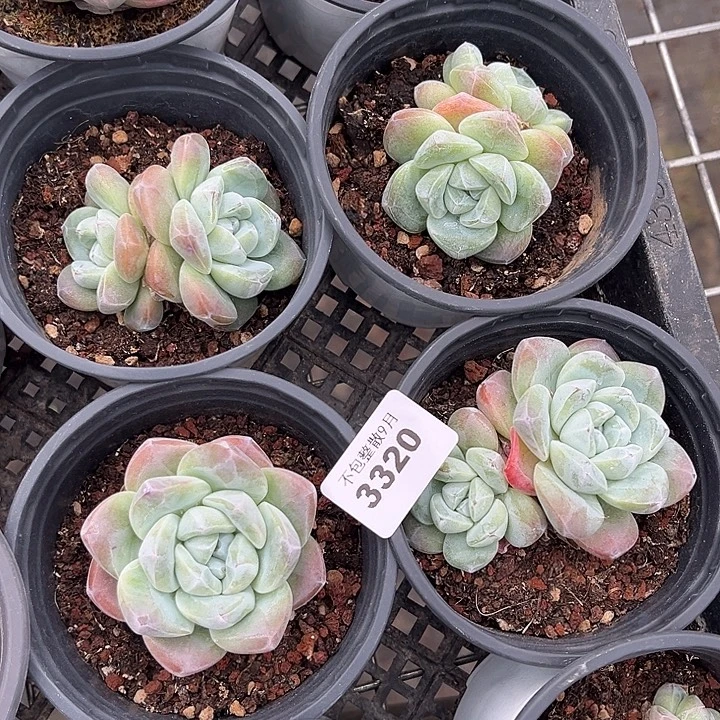 阿雅园艺。        3320