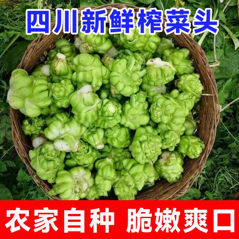新鲜榨菜头现挖四川特产青菜头涪陵榨菜菱角菜芥菜榨菜头2/5/9斤