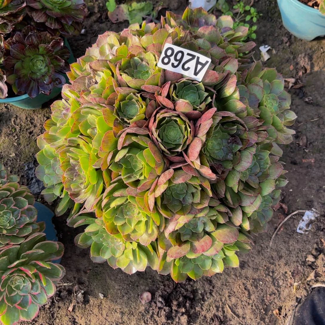 万圣节法师26//////34包邮