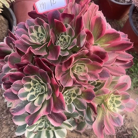 多肉植物白凤191