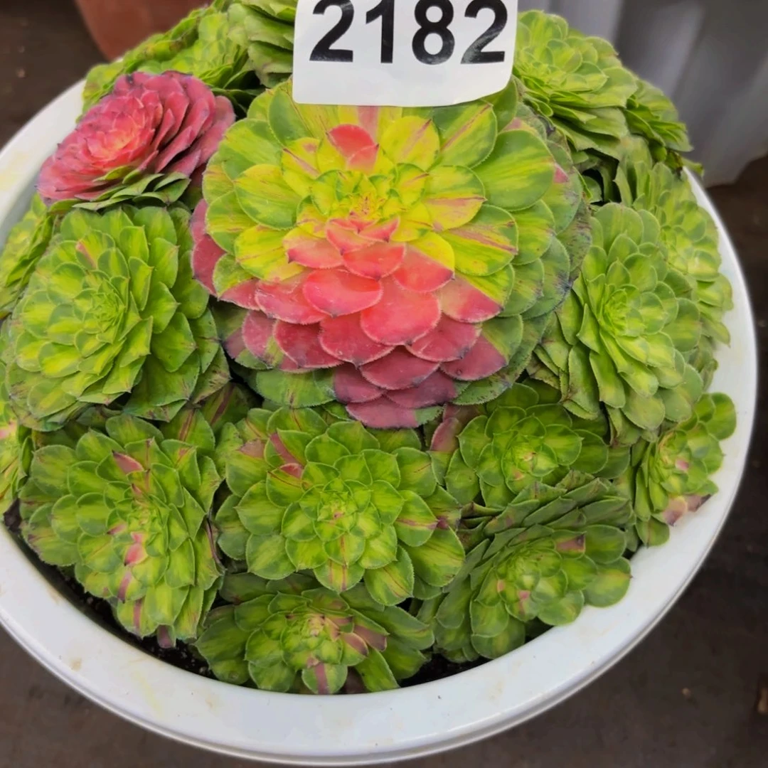 自***情2182多肉植物知否