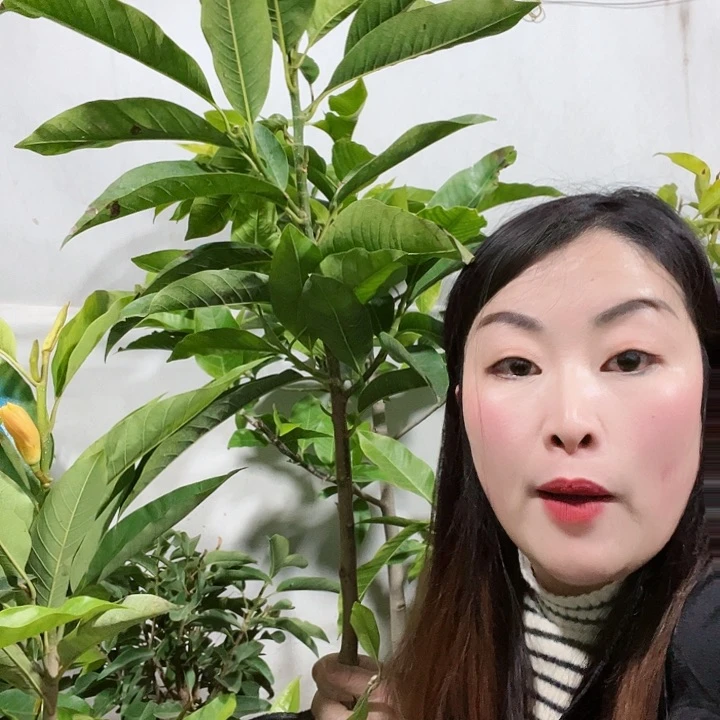 白兰花是真的好看