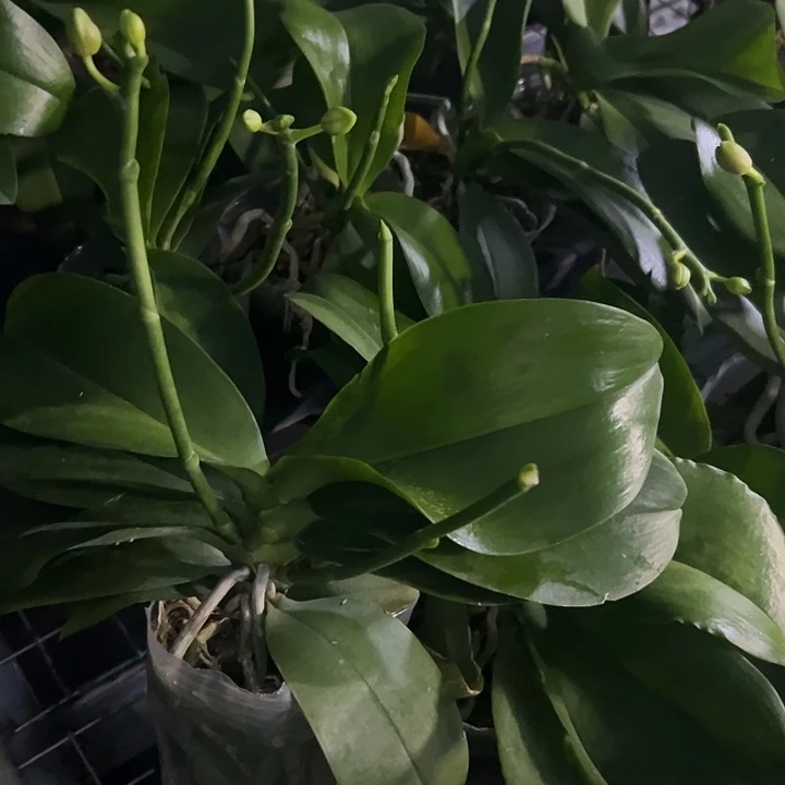 当前无花栽培后可以开花金树2代抽梗苗微瑕福利不售后