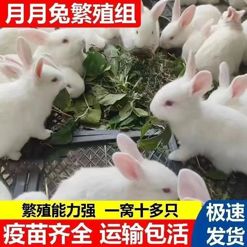 活体兔子活物小兔子家养肉兔苗新西兰白兔比利时兔子可繁殖月月兔