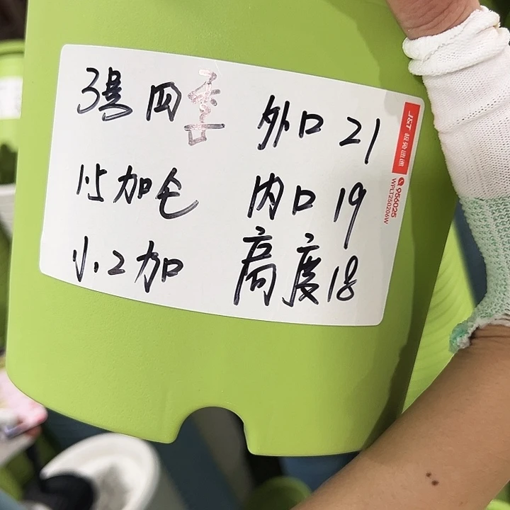 特价3号四季口21高18果绿无托10个