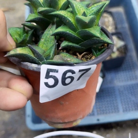567王菲龙岭一物一图如图