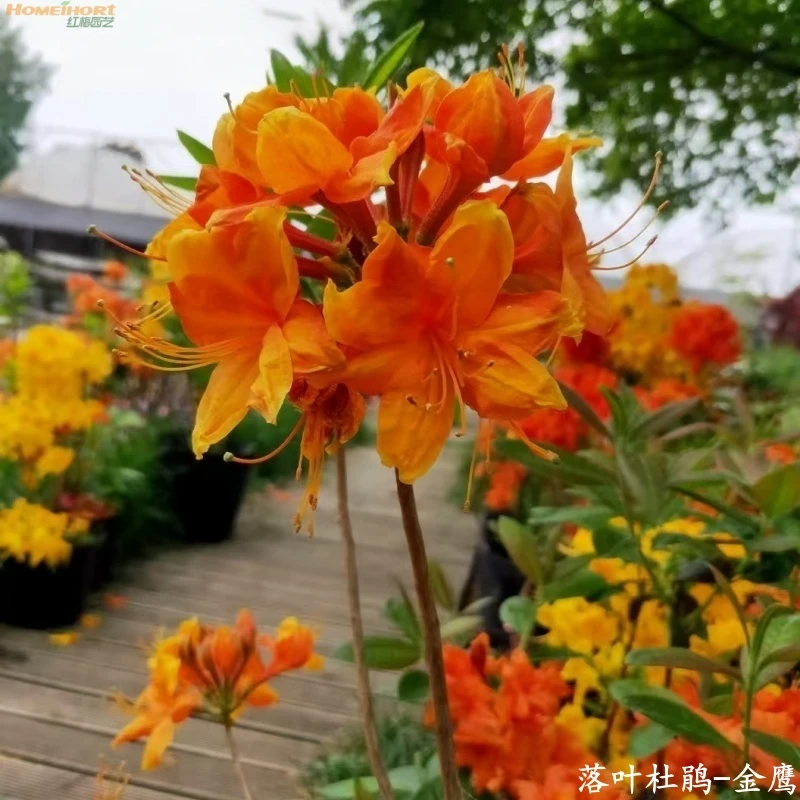 红梅园艺进口落叶杜鹃容器苗-金鹰 南北适宜 耐热耐寒 好养活