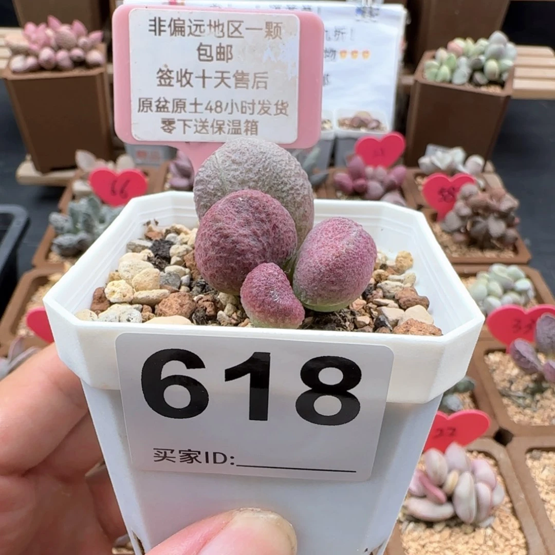 618红烧肉多肉植物