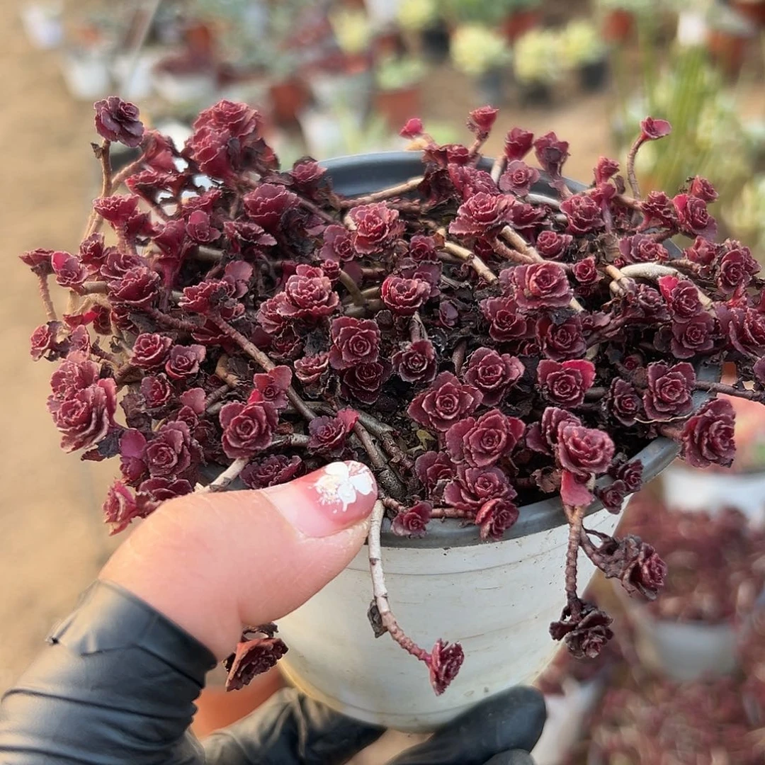 多肉植物小球玫瑰